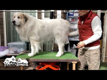 逃げない！座らない！ブラッシングを極めたアランです　Great Pyrenees　グレートピレニーズ