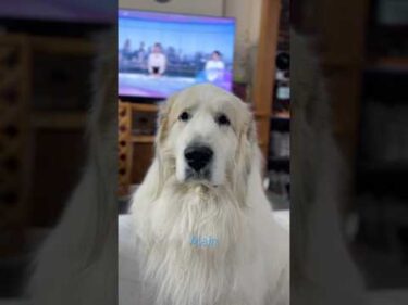 Alain アラン #greatpyrenees #todaysrunrun #グレートピレニーズ #今日のルンルン