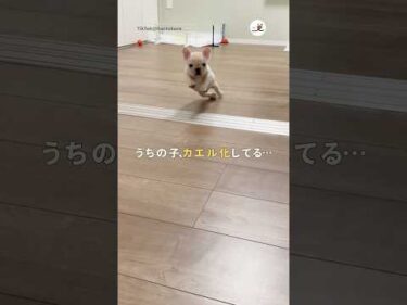 カエル化している愛犬｜PECO #フレンチブルドッグ #子犬 #愛犬家 #子犬のいる暮らし #frenchbulldog #puppy #doglover #puppylife