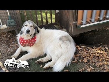 凍っていない柔らかい場所を探し穴掘りを始めたベルです　Great Pyrenees　グレートピレニーズ