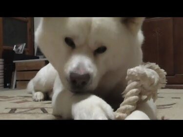 【秋田犬ゆうき】まだ原形をとどめているねじねじを噛み続け一人無音で出血するまで遊ぶ【akita dog】