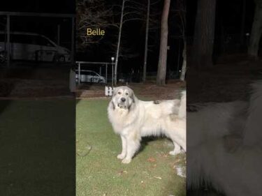 Belle ベル #greatpyrenees #todaysrunrun #グレートピレニーズ #今日のルンルン