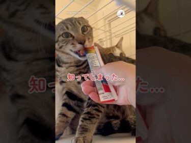 はじめて魔法のおやつを食べた元野良猫(兄)がこちら｜PECO #保護猫 #キジトラ #茶トラ白 #保護猫のいる暮らし #rescuedcat #browntabby #redtabbywhite