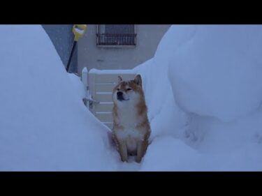 待ってるの？大好きなパパが旅立った初日。柴犬の見せた切ない表情に心奪われる。