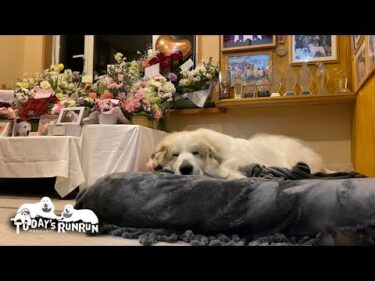 祭壇横に作ってもらったベッドをとても気に入ったアランです　Great Pyrenees　グレートピレニーズ