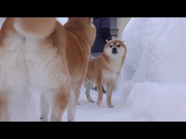 喧嘩勃発！？雪の中で響く柴犬の声に隠された意外なワケとは。