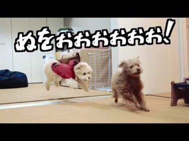 兄犬をお風呂にいれたら兄妹で大暴走が始まって大変でした！【トイプードル】