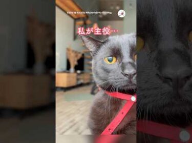 ヨガ撮影のはずがネコ動画になっていた｜PECO #黒猫 #猫 #愛猫家 #猫のいる暮らし #猫のいる幸せ #blackcat #cat #catlover #catlife