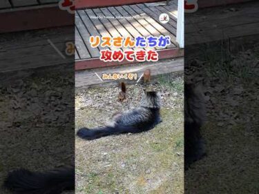 今朝もやって来た！｜PECO #リス #りす#リスのいる暮らし #小動物 #猫 #愛猫家 #猫のいる暮らし #squirrel #squirrels #cat #catlover #catlife