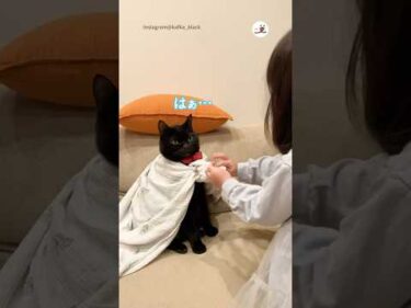 オシャレに目覚めた３歳児に付き合わされる猫｜PECO #黒猫 #猫 #愛猫家 #猫のいる暮らし #blackcat #cat #catlover #catlife