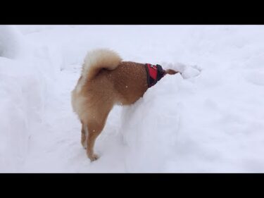 パパ不在で寂しそうな柴犬が…大雪で全力雪潜り！癒しすぎる姿をお届け。