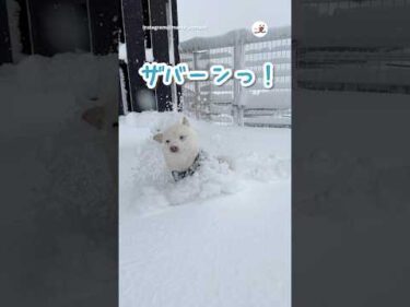 雪のプールではしゃいでみた｜PECO #柴犬 #黒柴 #白柴 #赤柴 #茶柴 #柴犬のいる暮らし #柴犬大好き #shiba #shibainu #shibainulife #shibainulove