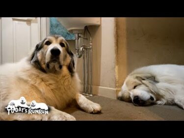 お父さんの部屋の前で警備しながら眠るアランとベルです　Great Pyrenees　グレートピレニーズ