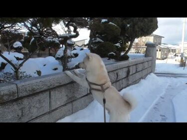 【秋田犬ゆうき】お散歩を終えてお庭をぶらぶらしてたらたまたま？雪が落ちて来たので驚く【akita dog】