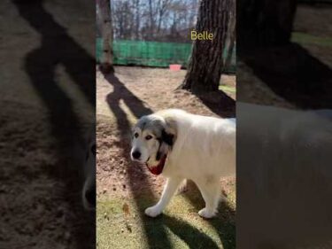 Belle ベル #greatpyrenees #todaysrunrun #グレートピレニーズ #今日のルンルン