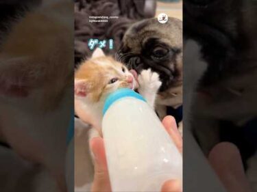 子猫にミルクをせがむパグ｜PECO #犬と猫 #パグ#保護猫 #子猫 #犬と猫のいる暮らし #dogandcat #pug#rescuedkitten #kitten #dogandcatlife