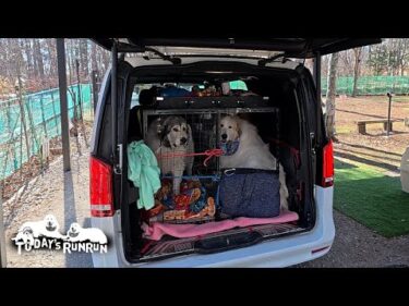 ルンルン号に新しいケージを作ってもらったアランとベルです　Great Pyrenees　グレートピレニーズ