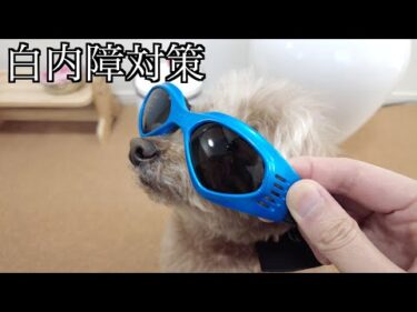 白内障になった愛犬にパパさんが対策を用意してくれました！【トイプードル】