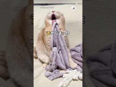 こうして名曲が生まれた｜PECO #スコティッシュフォールド #猫 #愛猫家 #猫のいる暮らし #scottishfold #cat #catlover #catlife