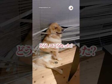 ドヤ顔でとらわれるゴールデン｜PECO #ゴールデンレトリバー #大型犬 #愛犬家 #ゴールデンレトリバーのいる暮らし #goldenretriever #dog #retrieverlove