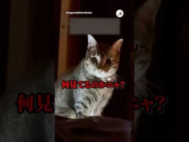 可愛い猫の動画を見てただけなのに…｜PECO #猫 #愛猫家 #猫のいる暮らし #cat #catlover #catlife #funnycat