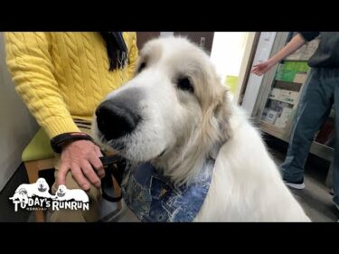 股関節脱臼…しばらく絶対安静のアランです　Great Pyrenees　グレートピレニーズ