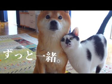 落ち込む柴犬を励ます猫の優しさに心温まる‥ラストも必見です。