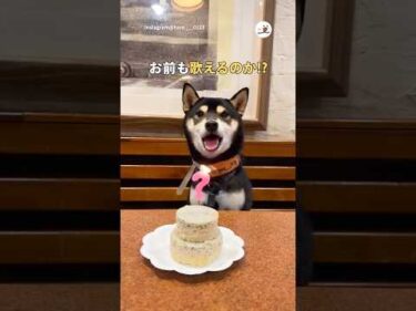 お前も歌えるのか!?｜PECO #柴犬 #黒柴 #柴犬のいる暮らし #柴犬大好き #shiba #shibainu #shibainulife #shibainulove