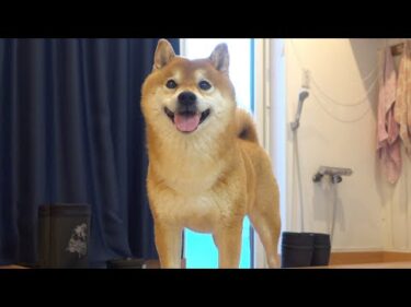 パパがいない日々に耐える柴犬…笑顔に変わる瞬間が尊すぎた。