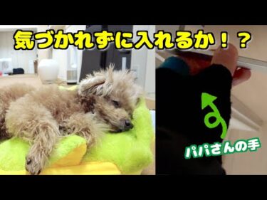 【リベンジ！】こっそりリビングに入りたいパパ VS 絶対に気づく愛犬【トイプードル】