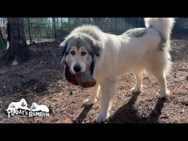 アランは療養中で遊べないので…息子（格下）と遊んでやったベルです　Great Pyrenees　グレートピレニーズ