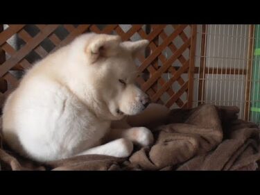 【秋田犬ゆうき】冬毛がムズムズする春は頑張って起きても舟をこぎ始め力尽きてまた眠る【akita dog】