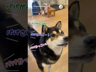 パパ柴さんはかっこいいところを見せたい！｜PECO #柴犬 #赤柴 #茶柴 #柴犬のいる暮らし #柴犬大好き #shiba #shibainu #shibainulife #shibainulove