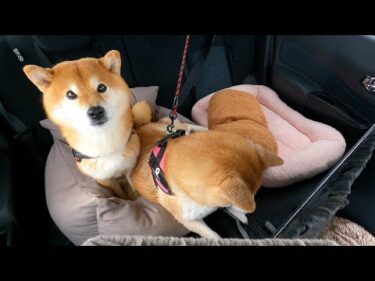 どうしてこうなった！？不安な妹柴の行動に隣で困惑をする柴犬ハチ。