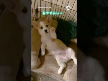 愛犬がおやすみバイバイしてくれました😍｜PECO