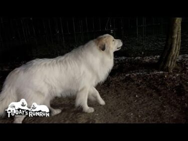 回復してきた？療養中だけど番犬は怠らないアランです　Great Pyrenees　グレートピレニーズ