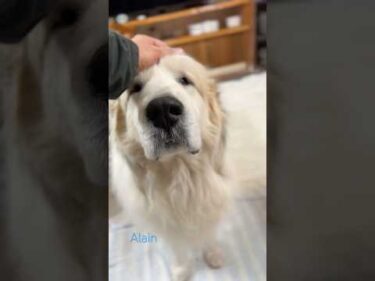 Alain アラン #greatpyrenees #todaysrunrun #グレートピレニーズ #今日のルンルン