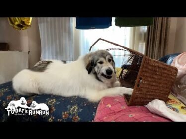 新しいおもちゃ入れのカゴをバキバキに壊してやったベルです　Great Pyrenees　グレートピレニーズ