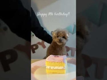 happy birthday Kotaro! #犬 #トイプードル #かわいい #トイプードルの虎太郎三桜 #トイプー多頭飼い #癒し #といぷーどる #こたみお