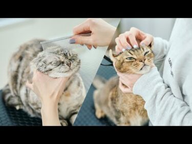 【猫のトリミング】２匹の愛猫をシャンプーします！【4K】