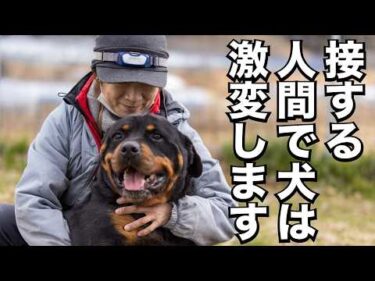 【奇跡の犬】保健所の女性職員を襲って殺処分決定ロットワイラーの現在が凄すぎます