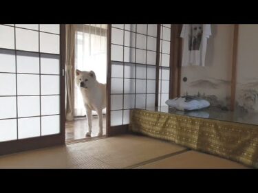 【秋田犬ゆうき】今日は先代の命日でお経を唱えたいところだが無理なので顔だけ出しに行く【akita dog】