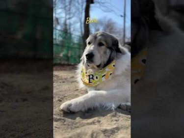 Belle ベル #greatpyrenees #todaysrunrun #グレートピレニーズ #今日のルンルン