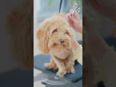 トリミングで毛玉とさよならします/ Say Goodbye to Tangles! #トリミング #子犬 #asmr #puppy #grooming  #犬のいる暮らし #dogshorts