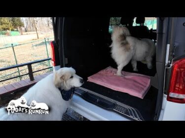 車検明けのルンルン号を入念にチェックするアランとベルです　Great Pyrenees　グレートピレニーズ