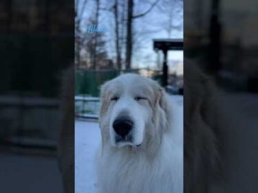 Alain アラン #greatpyrenees #todaysrunrun #グレートピレニーズ #今日のルンルン