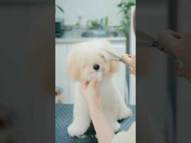 チワプーの長ーい前髪を切ったら・・・ #犬 #子犬 #トリミング #asmr #ヘアカット