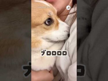 甘え声がエンジン音｜PECO #コーギーのいる暮らし #犬 #corgi #corgilife #corgiworld #dog #doglover #dogvideo