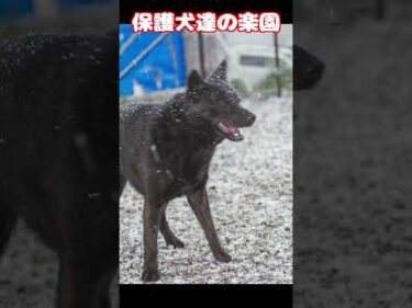 #雪の華 #保護犬 #犬のいる生活 #中島美嘉