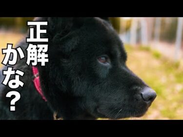 保護犬達の為には正解でしたが、、、